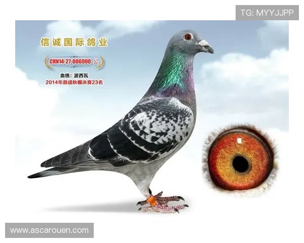 AG国际手机娱乐手机版有什么新功能和亮点详细介绍让你体验最全面的手机娱乐服务